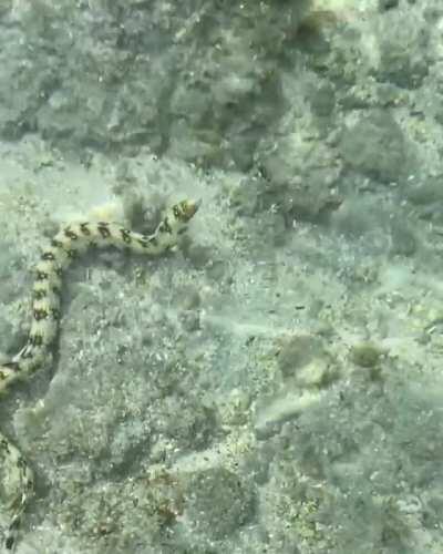 Swedish Track & Field Athlete Khaddi Sagnia [gif]