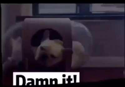 Biological warfare. That dog done that cat wrong.