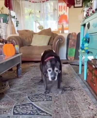 Even though he is getting old, the dog continues to get excited when he sees his owner