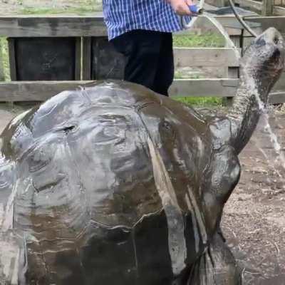 Galapagos tortoise enjoying a nice bath