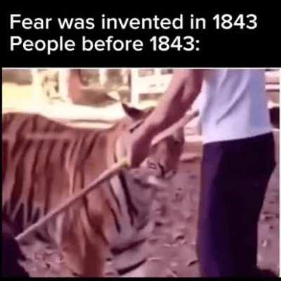 Tiger is just a big cat