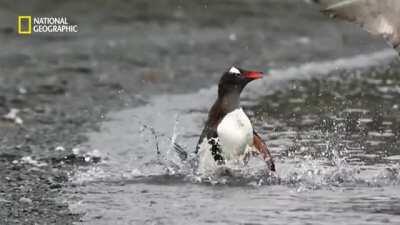 Penguin Saves Its Chick From Giant Petrels