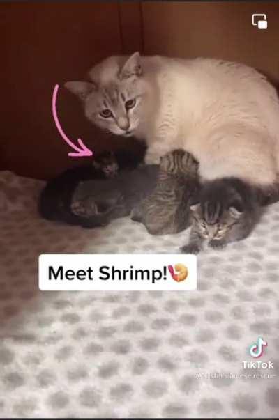 Not OP but felt like you guys needed to see little ‘Shrimp’ 🥺