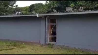 🔥A wild young monkey is welcomed back by his family when he is released after 3 weeks of treatment for a leg injury