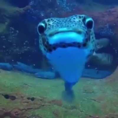 An unexpected new friend while filming sleepy sharks