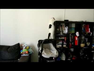 BEHOLD my derpy cat jump skills...