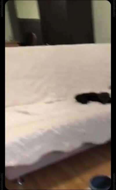 sable rescued from fur farm