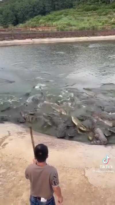 I'm sorry? Did this man just wack a Apex predator with a shovel?