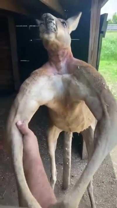 This absolute unit may be getting a little randy toward the end