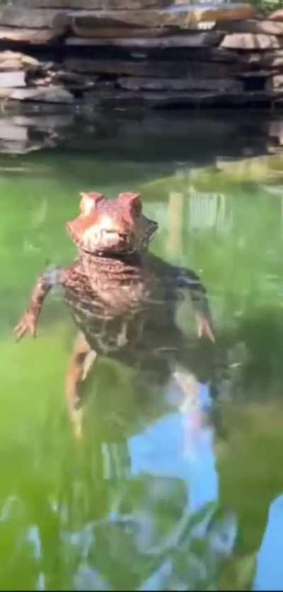 Serious looking apex predator