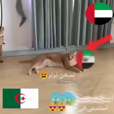 انت شاذحنسيا🤣😂🤣😂انت حنسيا😱😱