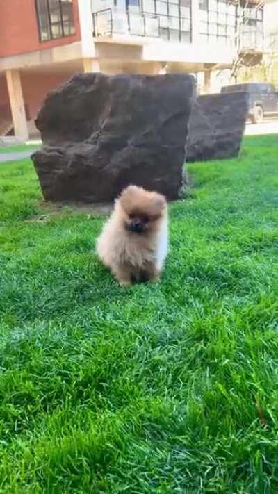 Pickle is excited for the weekend!!