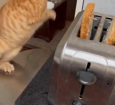 Evil and dangerous toaster