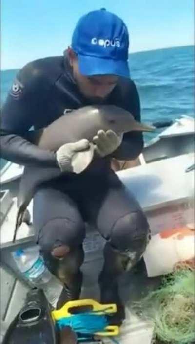 A Man Rescues Baby Dolphin From a Fishing Net.