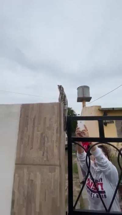 Apareció un kakuy en Salta