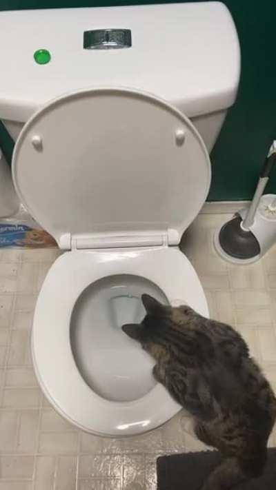 I can never pee in peace.