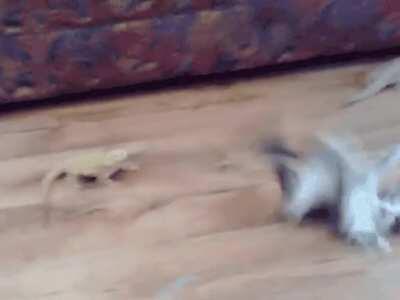 Dragons are real and they're after cats.