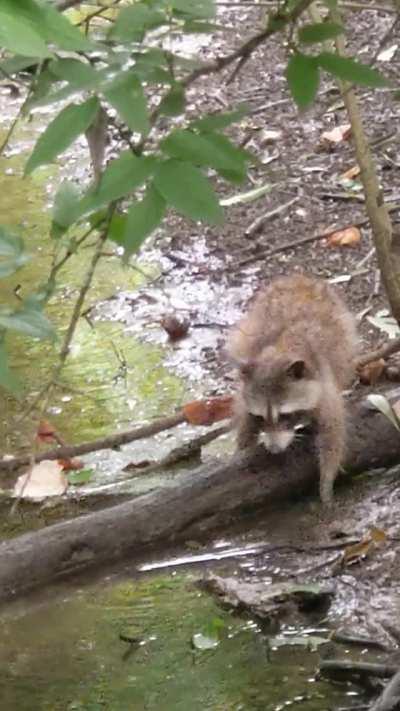 Saw this racoon in the woods washing its hands recently