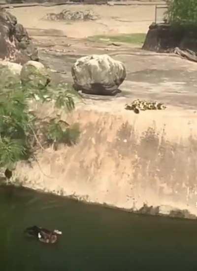 Swimming time for little ducks