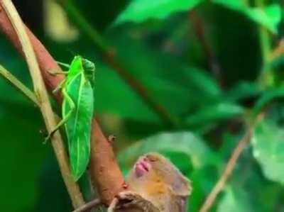 What!? A moving leaf!?