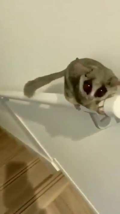 Springy Galago! (Bush Baby)