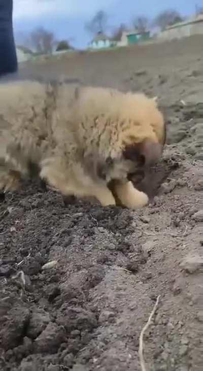 Puppy helps out planting potatoes in Ukraine 🐶🇺🇦