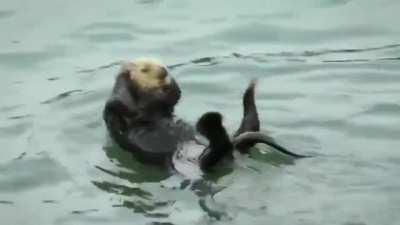 🔥 sea otter.