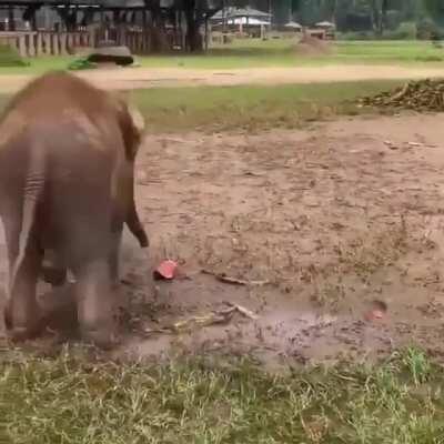 Baby Elephant Playing With Her Water Melon.