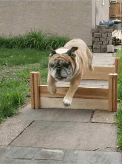 Always thought he'd do well in an agility course