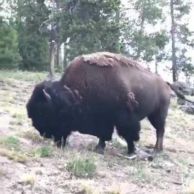 HMFT after I piss off wildlife.