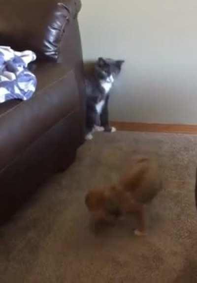 Cat puts puppy in his place