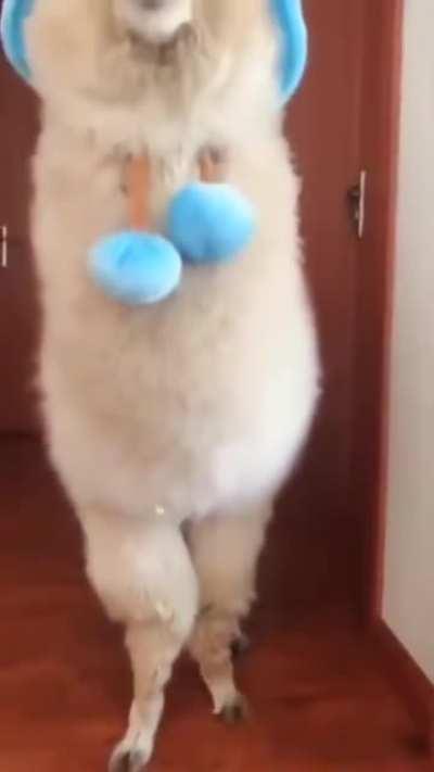 Oscar tiene competencia.