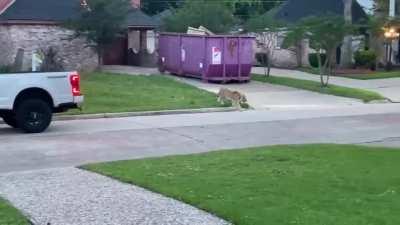 [USA] Walker County Sheriff's deputy holds a tiger at gunpoint in a Houston neighborhood