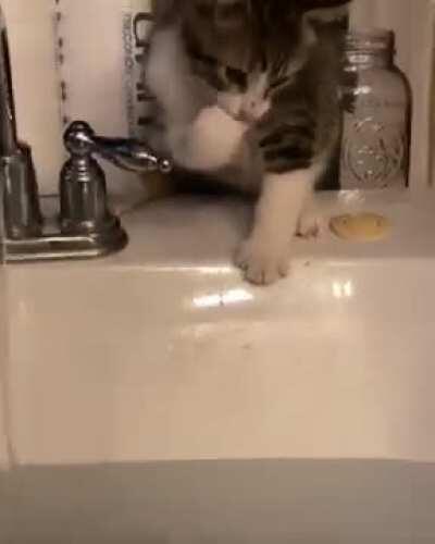 Slippery paws by the sink ends with wet Cat