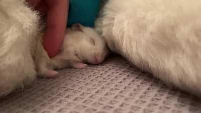 Pooh enjoying being pet - he’s so soft!!! 😍🐹