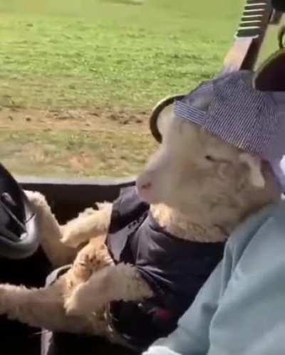 Just guys baaaing dudes