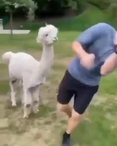 Not everything which look cute, is cute.