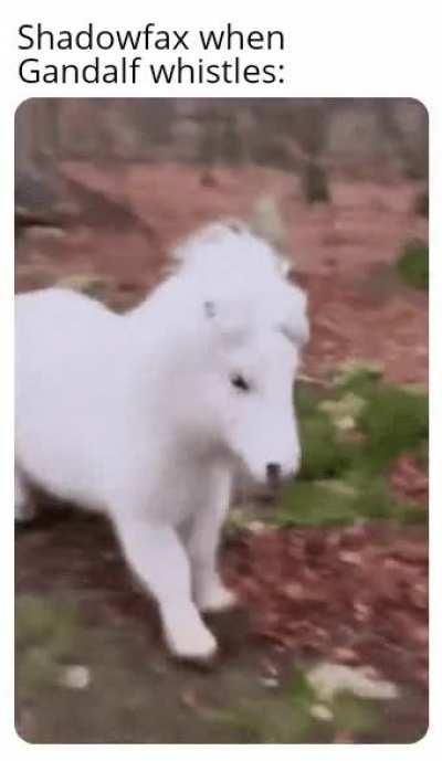 *majestic galloping intensifies