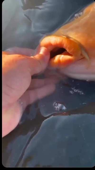 Anyone know what that fish is called?
