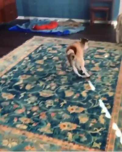 Happy cows are incredibly adorable! 😍