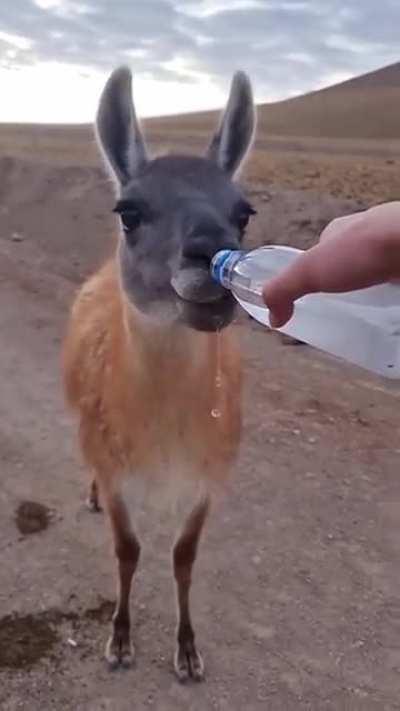 Offering water to a guanaco