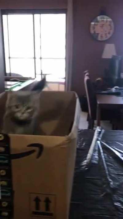 My assistant every time I set up to paint🎨