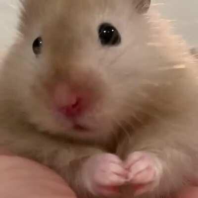 “Nom nom nom... wait where did my puff go??” Fuzzy makes me laugh every night!