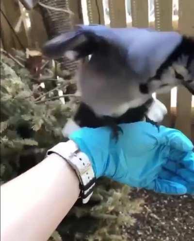 Blue jay making droid sounds