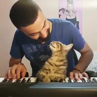 Cat feeling the music and showing love to the musician
