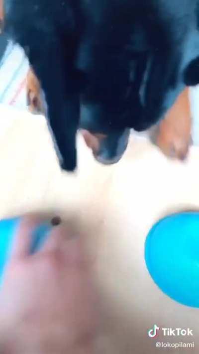 HMK (hide my kibble)