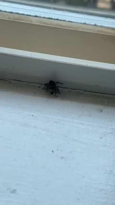 This my boy Lucas doing his job