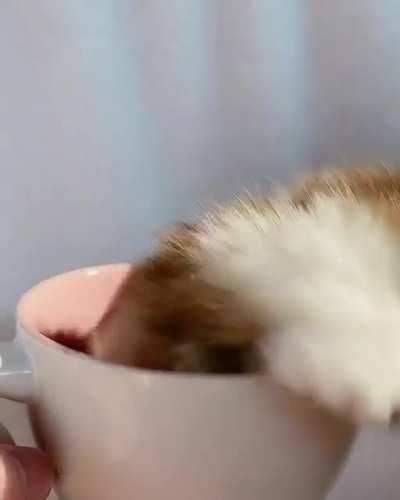 Criminal under-arrest in a cup!!