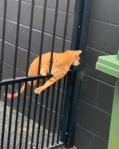 Two types of cat!...