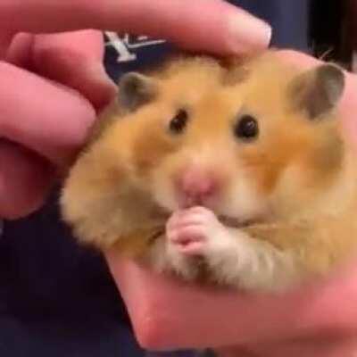 Chunk munching on some cashews